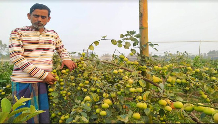 হালুয়াঘাটে কুল চাষে মামা-ভাগ্নের ভাগ্যবদল