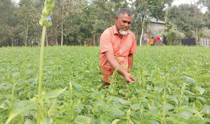 চিয়া চাষে সফল কৃষক জাহিদুল