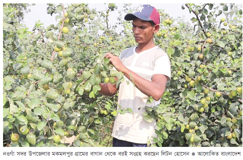 ২৭ কোটি টাকার বরই বিক্রির সম্ভাবনা