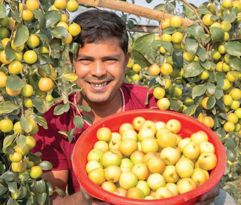 ফল চাষে সফল রবিউল