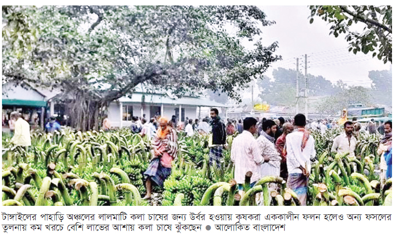 কলা চাষে ঝুঁকছেন টাঙ্গাইলের পাহাড়ি অঞ্চলের কৃষক