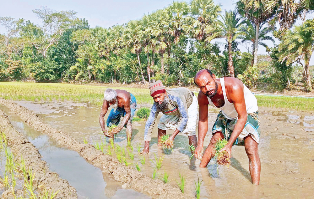 বোরো ধান চাষে ব্যস্ত কৃষক