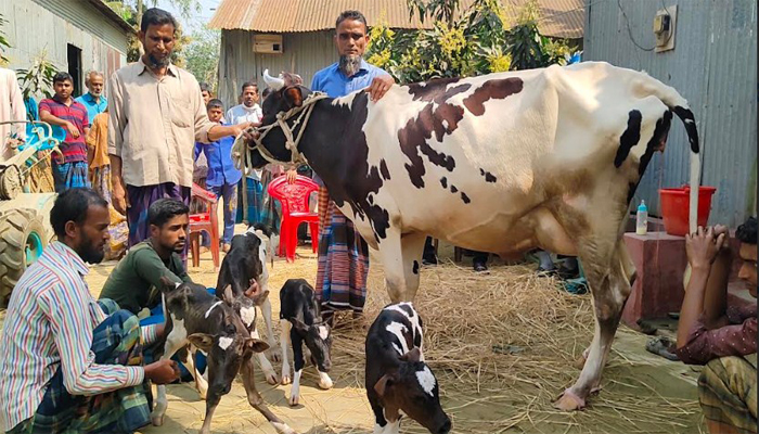 নকলায় এক গাভীর একসাথে ৪ বাছুরের জন্ম 