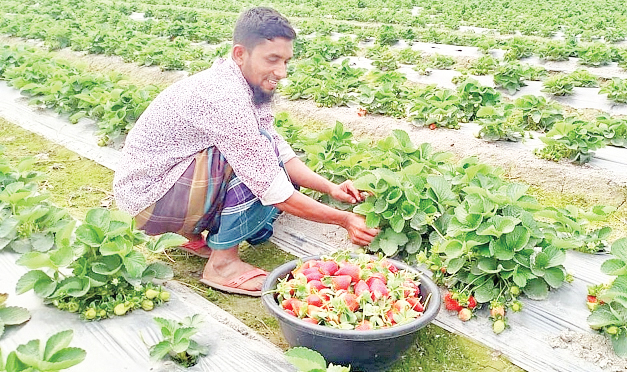 চাকরি না পেয়ে স্ট্রবেরি চাষে স্বাবলম্বী