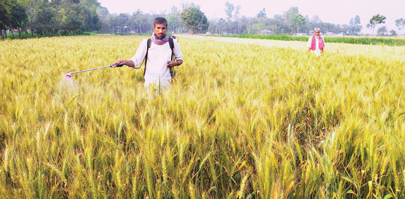 গমের বাম্পার ফলনের সম্ভাবনা