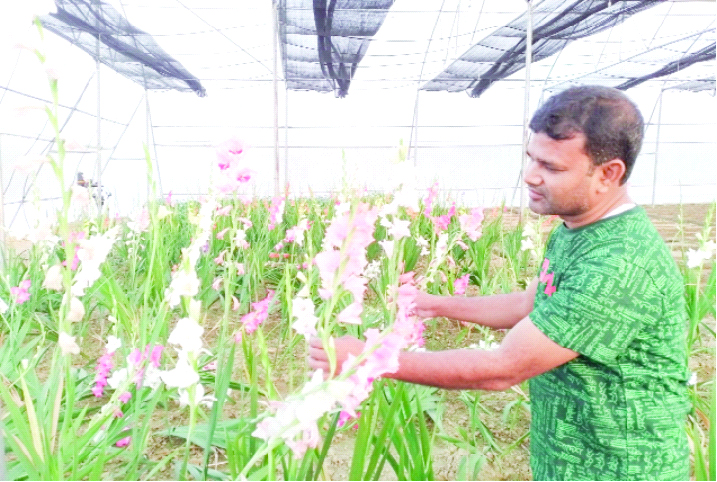 গাডিওলাস চাষে সফল নওগাঁর সোহেল