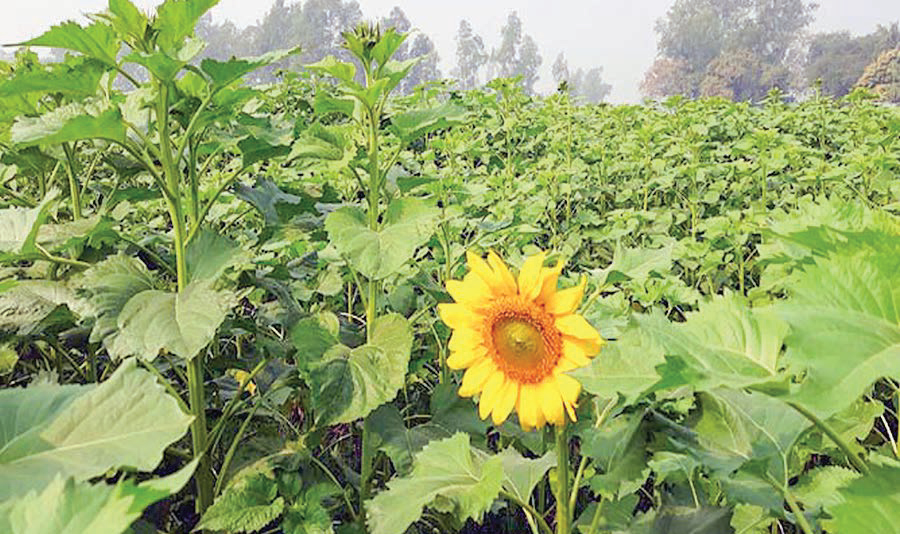 টাঙ্গাইলে সরকারের উদ্ধারকৃত জমিতে হাসি ছড়াচ্ছে সূর্যমুখী