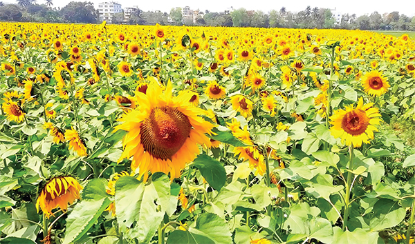 সূর্যমুখীতে অপার সম্ভাবনা চাষে বাড়ছে আগ্রহ