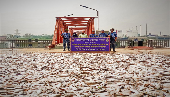 নারায়ণগঞ্জে কোস্ট গার্ডের অভিযানে ১২ হাজার কেজি জাটকা জব্দ