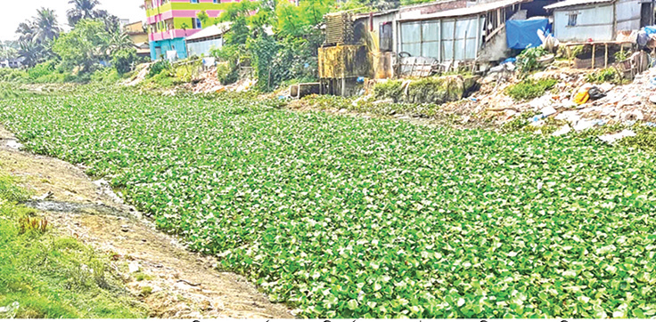 হরিহর নদ আবর্জনায় সয়লাব