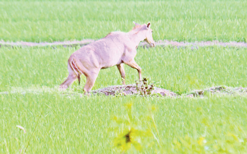 শালবনে হাঁটছে বিলুপ্তপ্রায় নীলগাই