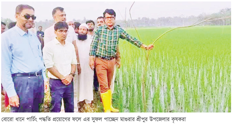 ধানক্ষেতে পার্চিং পদ্ধতিতে কৃষকরা পাচ্ছেন সুফল