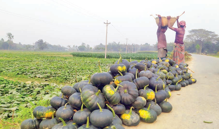 নকলায় মিষ্টি কুমড়ায় হাসি