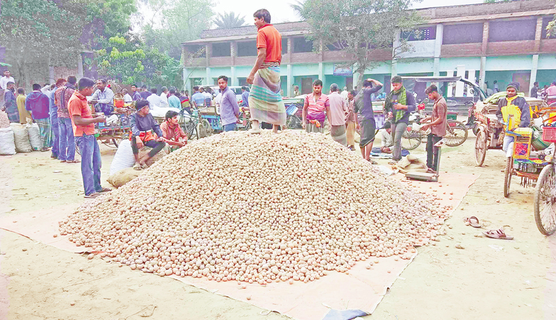 কমল আলুর দাম মণে ৮০-৯০ টাকা