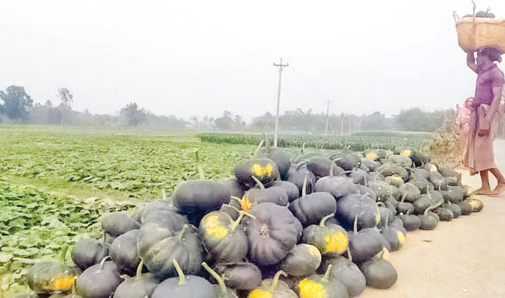 শেরপুরে মিষ্টি কুমড়া চাষ জনপ্রিয় হয়ে উঠছে