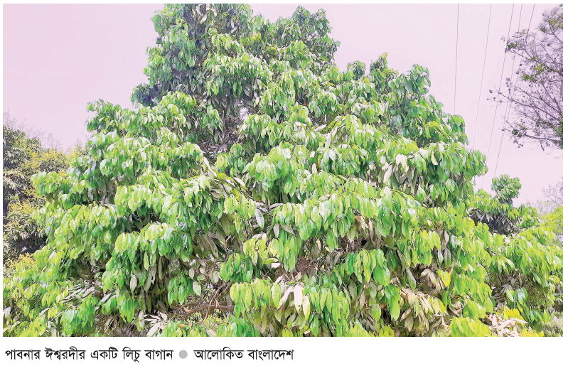 ঈশ্বরদীতে লিচুর ফলন নিয়ে শঙ্কা