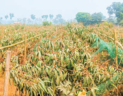 বাগান পরিচর্যায় ব্যস্ত চাষি বাম্পার ফলনের সম্ভাবনা