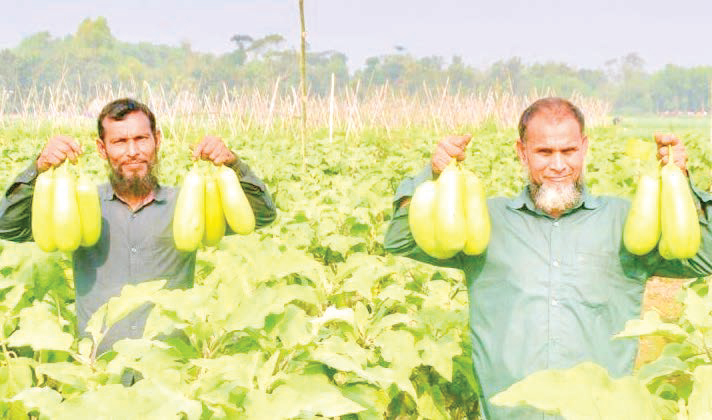 লাউ বেগুনে কুমিল্লার কৃষকের হাসি