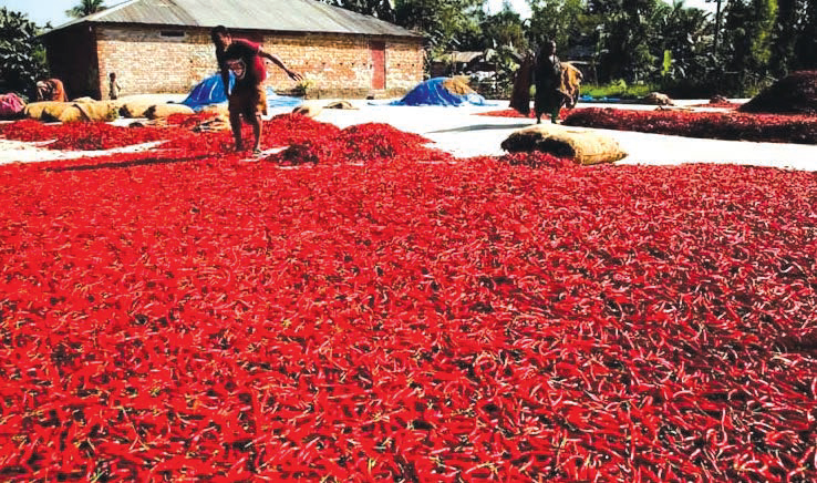 বগুড়ায় লাল মরিচে কৃষকের হাসি