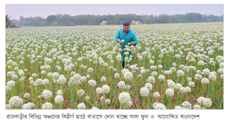 কালো পেঁয়াজ বীজের বাম্পার ফলনের সম্ভাবনা