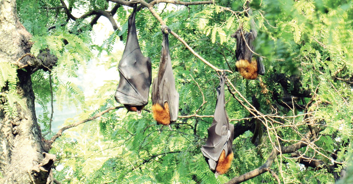 ২০০ বছরের প্রাচীন  বাদুড়ের ‘সাম্রাজ্য’!