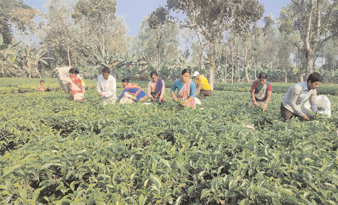 দিনাজপুরে আশা জাগাচ্ছে সমতলের চা-বাগান