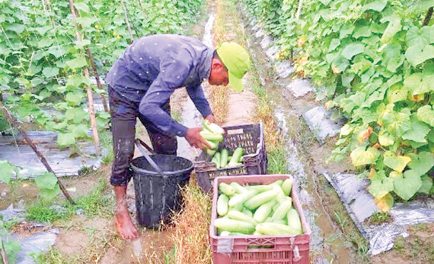 ব্রাহ্মণবাড়িয়ায় সবজির দামে খুশি কৃষক