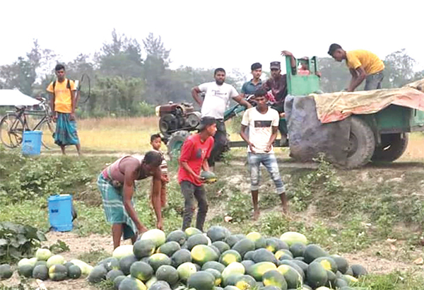 সোনাগাজীতে তরমুজে কৃষকের মুখে হাসি