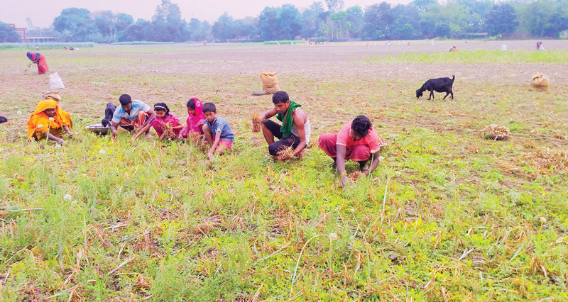 পেঁয়াজ তুলতে শিক্ষার্থীরা মাঠে স্কুলে উপস্থিতি কম