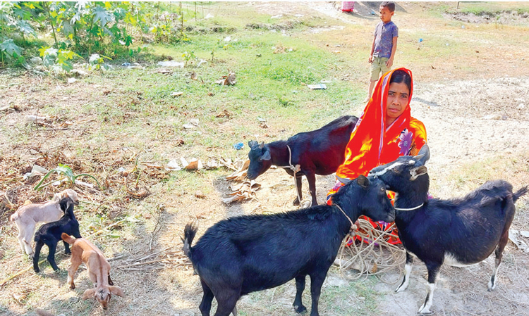 ছাগল পালনে নারীরা স্বাবলম্বী