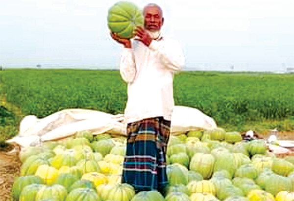 বাঙ্গির বাম্পার ফলনে কৃষকের মুখে হাসি