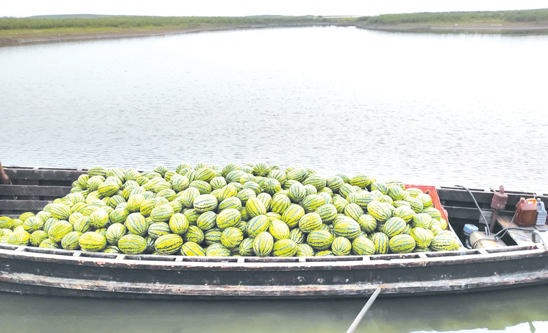 তরমুজের বাম্পার ফলন