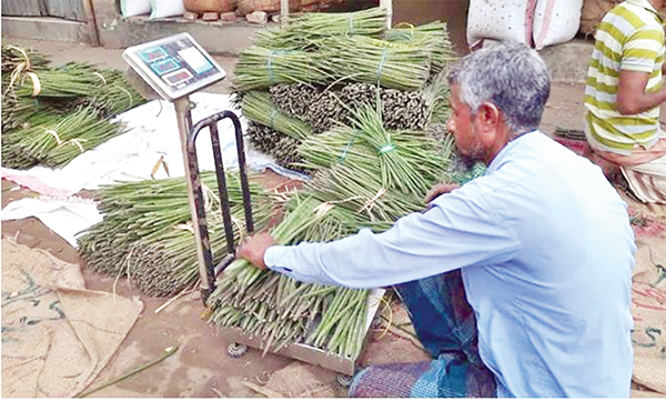 জয়পুরহাটের সজনে যাচ্ছে বিভিন্ন জেলায়