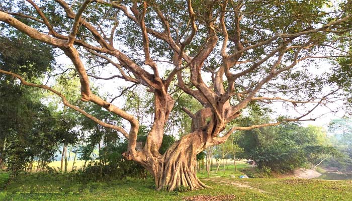 সিরাজগঞ্জের রহিমপুর ঈদগাহ মাঠে দাড়িয়ে আছে ঐতিহ্যবাহী বটগাছ 