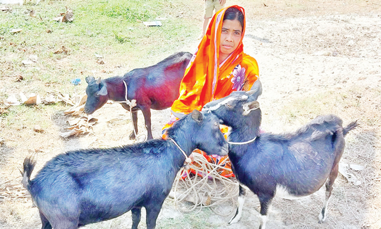 ছাগল পালনে চরাঞ্চলের নারীদের ভাগ্য বদলে যাচ্ছে