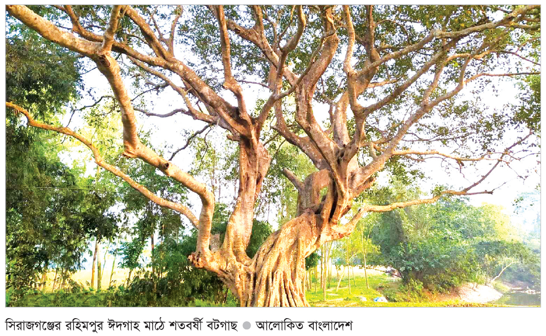 রহিমপুর ঈদগাহ মাঠে কালের সাক্ষী বটবৃক্ষ