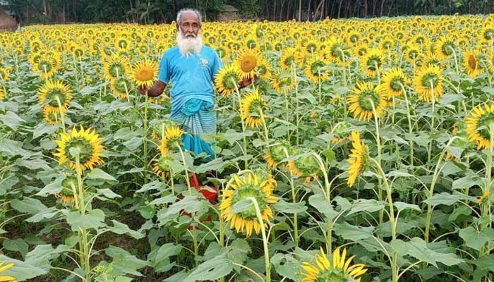 দুমকিতে ব্যাপক সাড়া ফেলেছে সূর্যমুখী ফুলের চাষ, সফলতা পাচ্ছেন চাষীরা