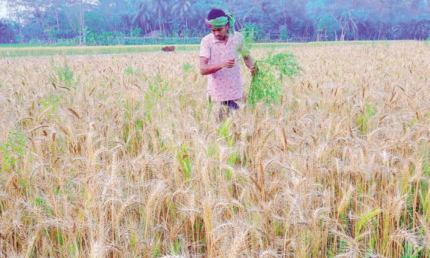 একই মৌসুমে বাড়ছে গম চাষ