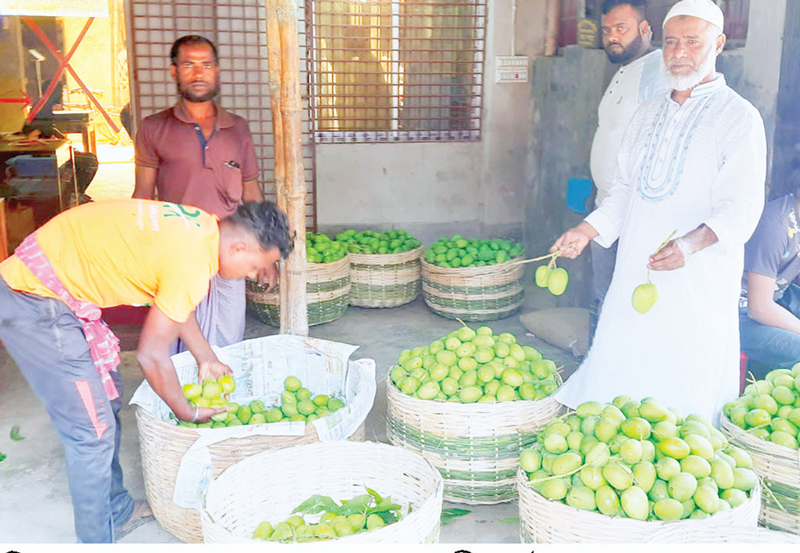 দাম বেশি পাওয়ায় খুশি চাষিরা