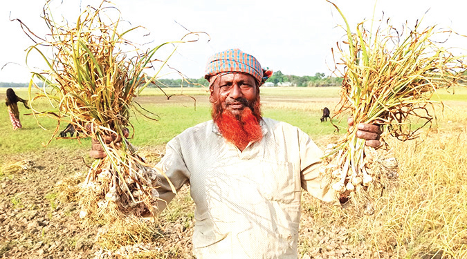 রাজবাড়ীতে রসুনের বাম্পার ফলন