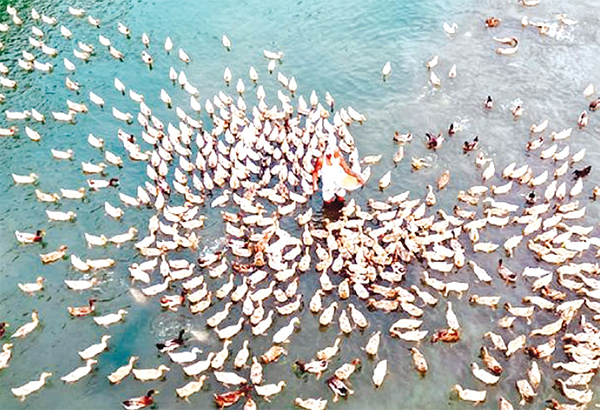 হাঁসের ভ্রাম্যমাণ খামারে কৃষকের ভাগ্যবদল