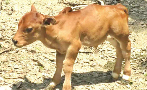 ১৪ ইঞ্চির বাছুর