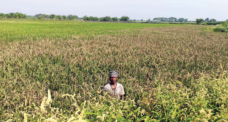 কৃষকের সোনালি স্বপ্ন পূরণে বাধা ব্লাস্ট