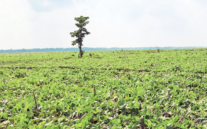 কুড়িগ্রামে ধরলার চরে পটোলের চাষ