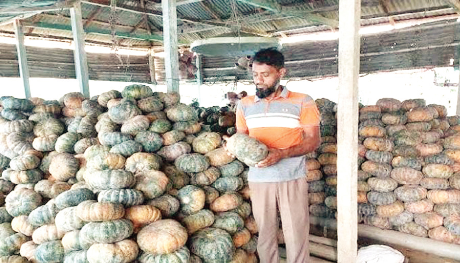 মিষ্টি কুমড়ায় সফল আখাউড়ার মুস্তাকিম