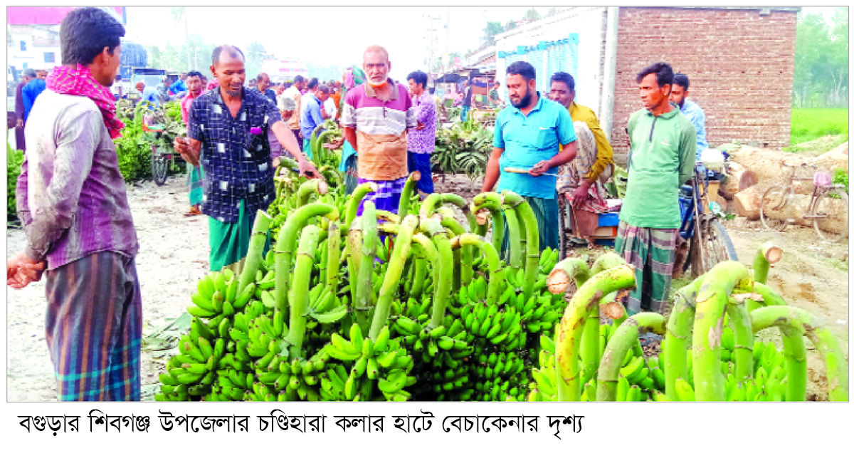 বগুড়ায় কোটি টাকার কলা বিক্রি