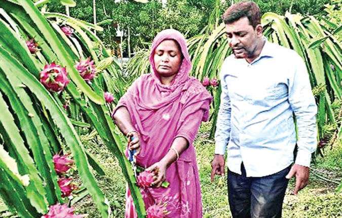 কুমিল্লায় বাণিজ্যিকভাবে ড্রাগন চাষ হচ্ছে