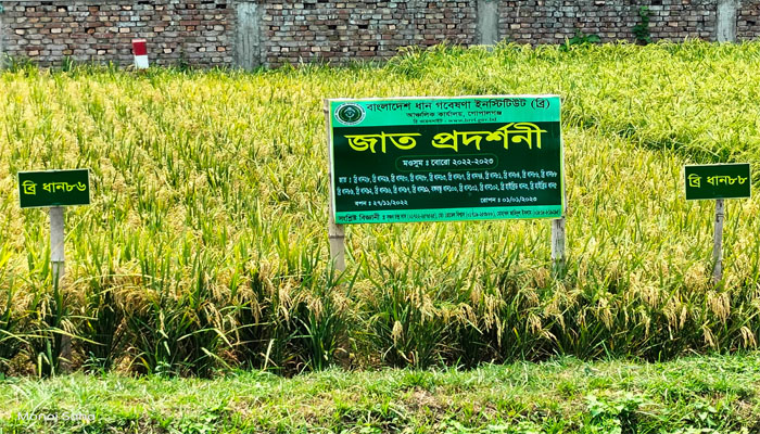 গোপালগঞ্জে ব্রি’র ১৮টি উন্নত জাতের ধানের প্রদর্শনী 