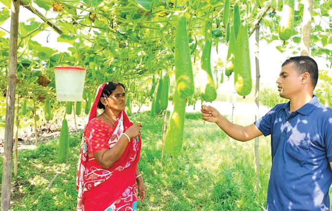 লাউ চাষে সফল কল্পনা