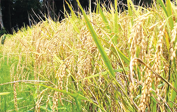 গোপালগঞ্জে জনপ্রিয় হচ্ছে ব্রি হাইব্রিড ধান